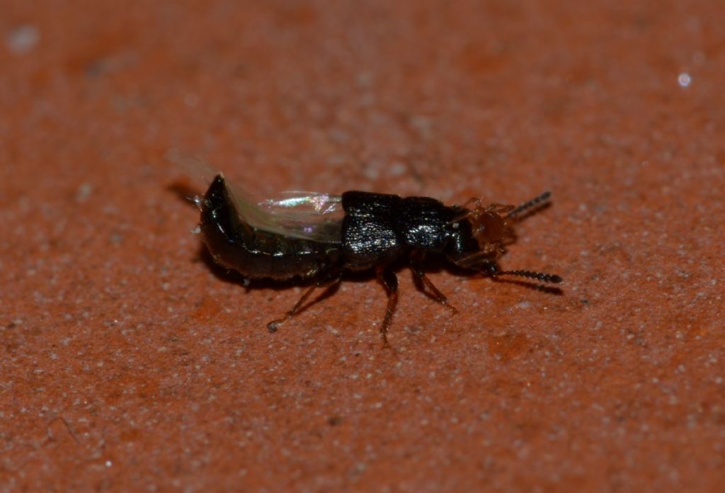 Staphylinidae da ID con acaro